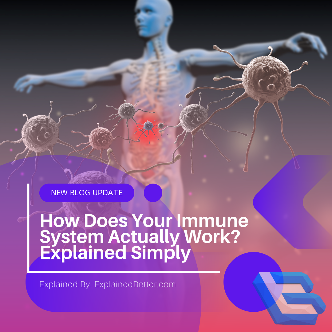 how does the immune system work